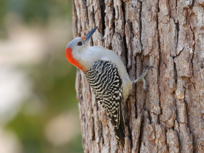 Red-bellied Woodpecker 1 Origwk_MG_5565.jpg