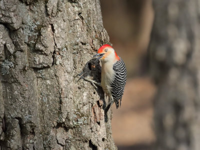 Red Bellied Woodpecker m 1 Origwk_MG_8110.jpg