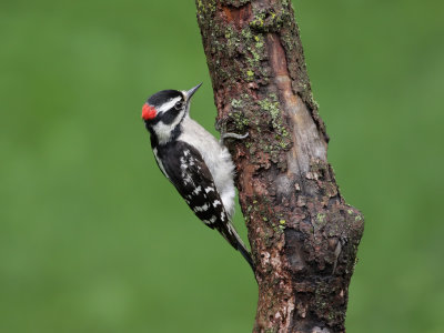 Downy Woodpecker m 1 Origwk_MG_0902.jpg