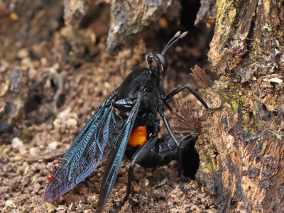 Mydas Fly Laying Eggs 1 Origwk1_MG_2301.jpg