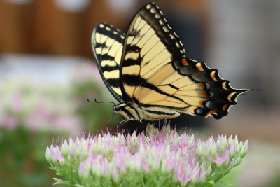 Eastern_Tiger_Swallowtail_2_Origwk_MG_3162.jpg