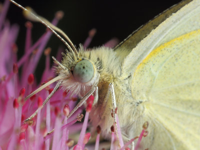 Cabbage_White_3_Origwk_MG_3988.jpg