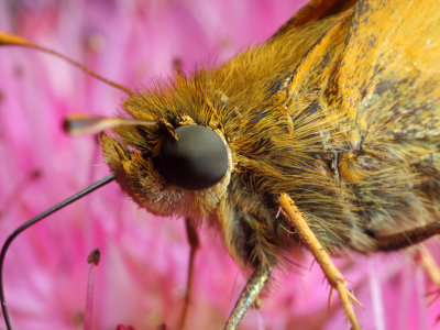 Skippers_Eye_1_Origwk_MG_3942.jpg