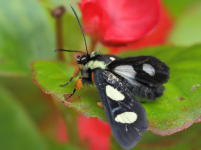 Eight_Spotted_Forester_Moth_2_Origwk_MG_4070.jpg