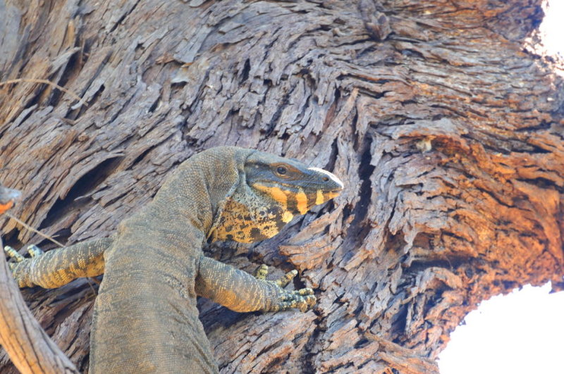 Goanna - Lace Monitor up a tree in our yard.