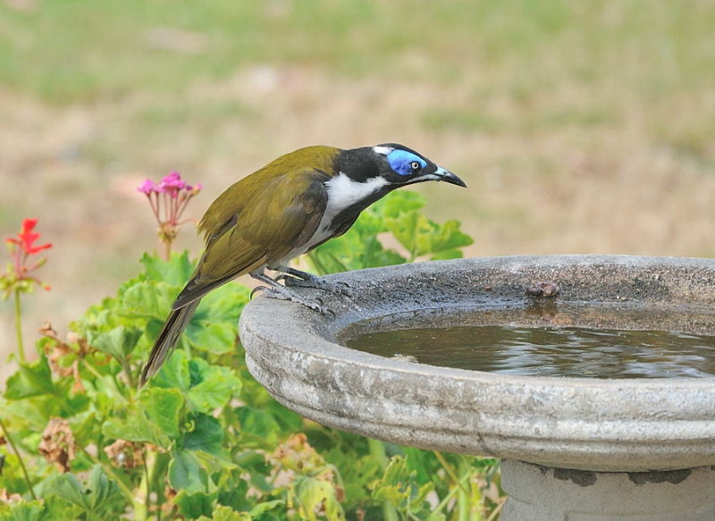 Blue-faced Honeyeater 