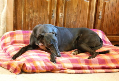 Ace on his favourite cushion.