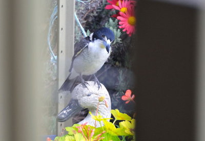 Grey Butcher Bird - through the window