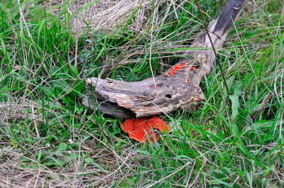 Fungi