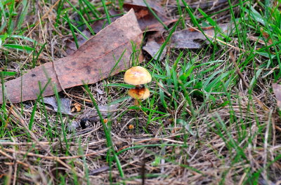 Fungi - about as big as a little finger fingernail.