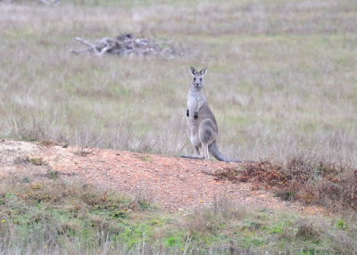 Female Kangaroo - possibly with a Joey in her pouch.