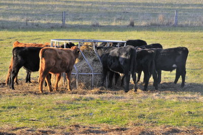 Calves enjoying some silage.