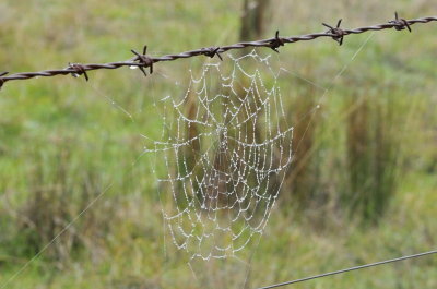 Cobweb on a misty foggy morning.