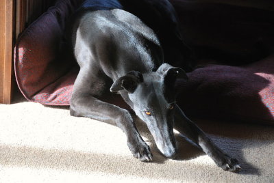 Ace enjoying some weak sunshine through the window on a chilly morning.