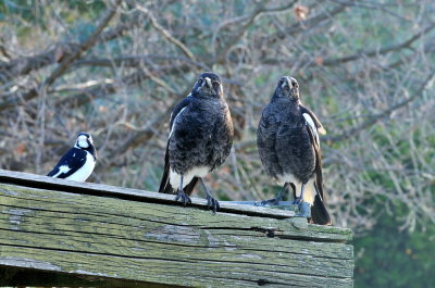 Tweedledum and Tweedledee - Last season's Magpie babies plus female Mudlark waiting to be fed their evening meal.