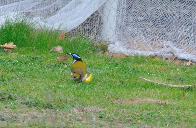 Blue-faced Honey Eater - A new bird in our yard