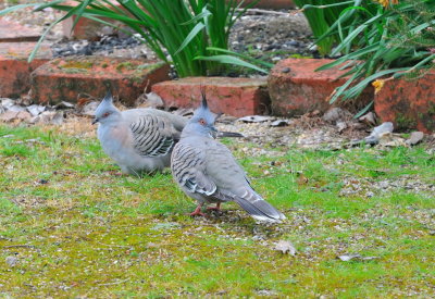 Crested Pigeons 