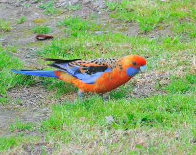Adelaide Rosella according to the RD Bird Book, if it is it's a long way from home I've not seen one before.