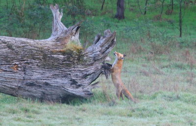 Fox on the prowl in neighbour's paddock.