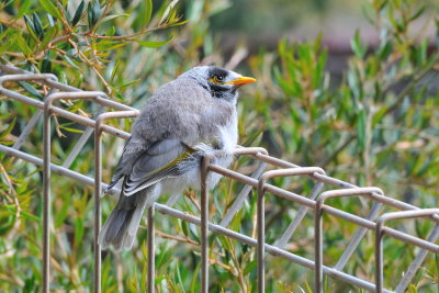 Noisy Miner youngster, they're permanent and noisy residents in our yard.