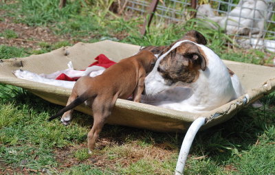 My friend's show bred Greyhound, Phoebe with one of her four pups, his name is Red.