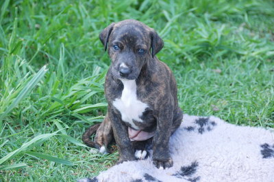 This is Opal, my friend is keeping her, she's a black brindle.