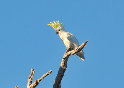 Sulphur Crested Cockatoo 