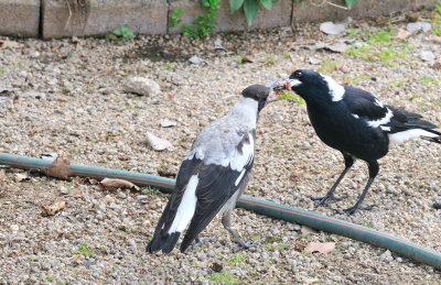 Male Magpie feeding one of three youngsters.  All the family help with feeding the young