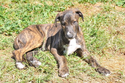 Cute brindle 8 week old Greyhound puppy