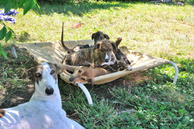 A huddle of Greyhound puppy mischief and proud mother.
