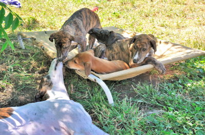 Phoebe and her family of four 8 week old puppies.