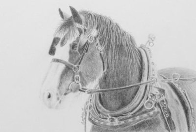 Benalla Heavy Horse Driving Day - Graphite pencils - Arches Aquarelle HP paper