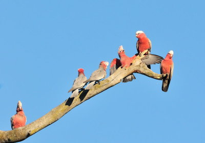Young Galahs waiting for the parents to come and feed them.