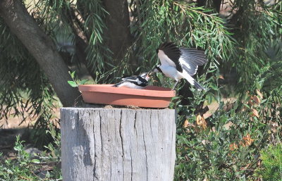 With temps at 35C, this Mudlark youngster chose to be fed in the birdbath.