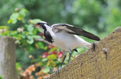 Mudlark male protesting against a Magpie that had flown in near their two youngsters