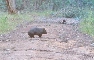 Wombat - We were out early and this is the first time that I've seen a Wombat out and about while walking.