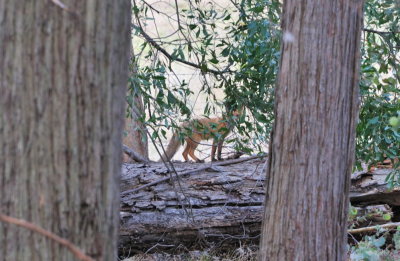 Young Fox checking us out, then it was gone.