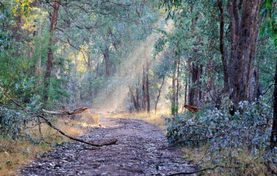 My morning walk on a pretty and fresh morning 5 days after our wind storm.