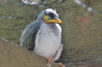 Noisy Miner Baby - 2nd day out of nest, native bird to our area.