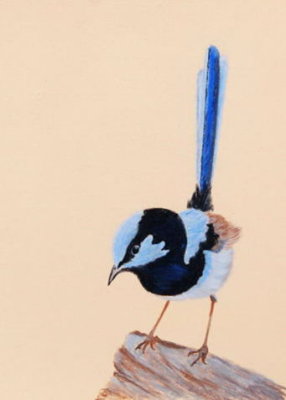 Male Superb Blue Wren - Pastel pencils - Clairefontaine Pastelmat.
