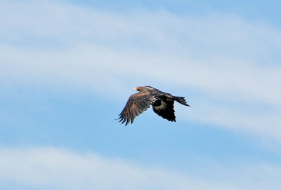 Adult Wedge-tailed Eagle 