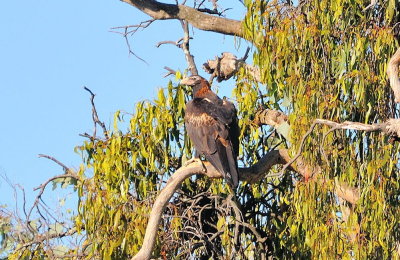Adult Wedge-tailed Eagle 