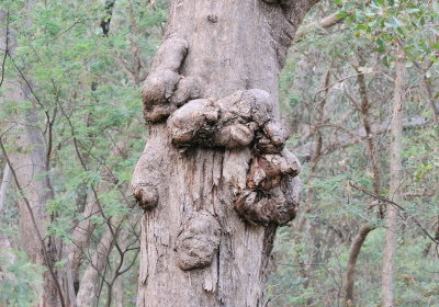 Gnarl on a Eucalypt tree.
