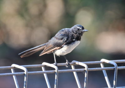 Willy Wagtail, a bit bedraggled after a spell of extreme heat, perhaps this season's youngster due to the brown on the wings.