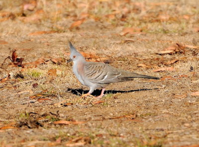 Crested Pigeon 