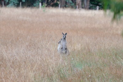 Hiding behind Mother.