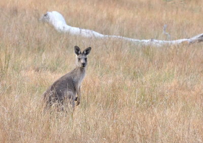Female Kangaroo 