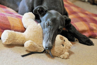 Ace - Life can be tough when you're a retired Greyhound.