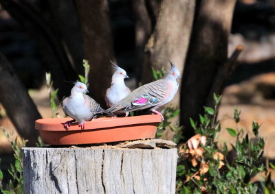 Family of Crested Pigeons enjoying a drink on a very warm day.