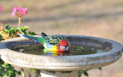 Eastern Rosella - after another very warm day.